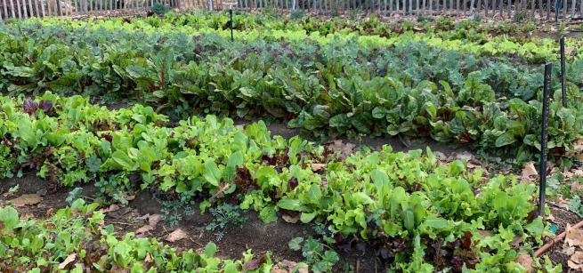 A garden with rows of green plants.