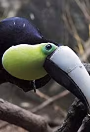Toucans in the Wild