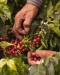 hands harvesting coffee beans
