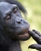 a bonobo with its fingers to its lips