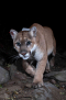  P-22 Mountain Lion walking towords the camera