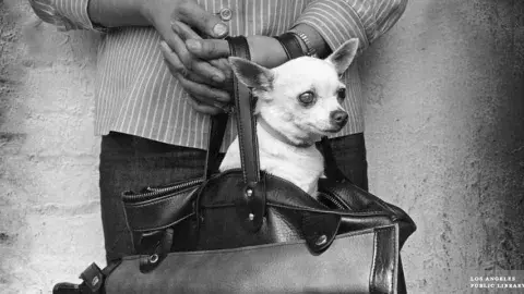 Chihuahua held in a purse