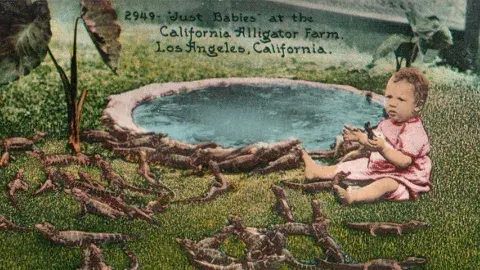 Color postcard of California Alligator Farm, in Los Angeles [ca.1911]