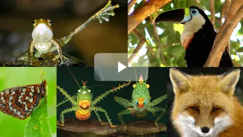 Collage of nature documentaries offered through Kanopy