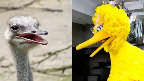 an ostrich and Big Bird
