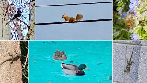 Collage of birds, reptiles and animals around the neighborhood