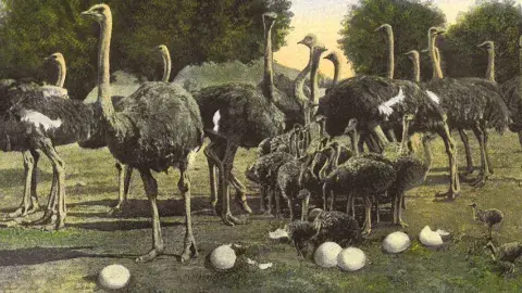 postcard of the Cawston Ostrich farm