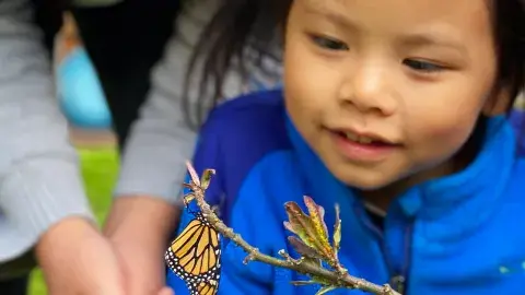 A young girl observing a monarch butterfly resting on a stem.