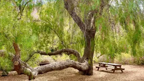 pepper tree with picnic table