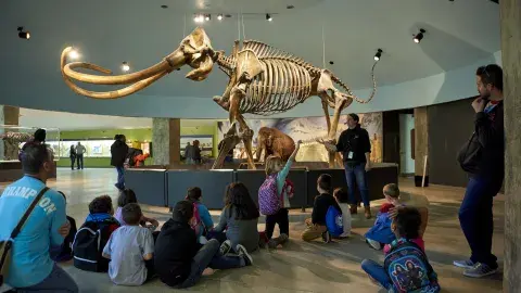 wolly mammoth fossil