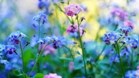 Close-up forget-me-not flowers