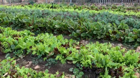 A garden with rows of green plants.