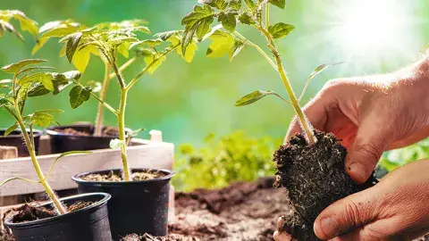 A gardener with pots of seedlings holds one plant in his hand.