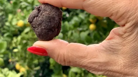 Two fingers holding a Seed Bomb