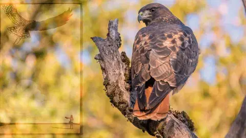 Cooper's Hawk perched on a branch