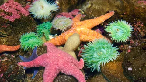 Multicolored starfish and urchins underwater, on rocks.