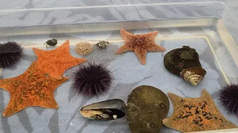 A plastic tub containing various sea creatures in water.