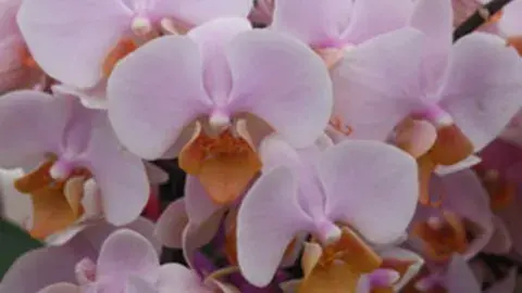phaleonopsis orchid aka Butterfly orchid