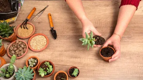 Terrarium workshop