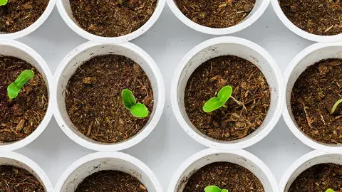 Small Plants in white Pots with dirt