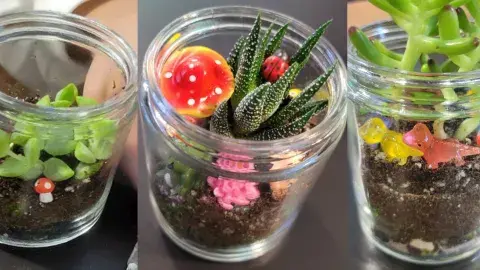 several examples of terrariums featuring miniature mushrooms and living plants