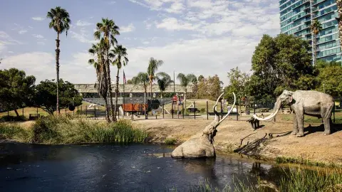 Elephants trapped in a tar pit