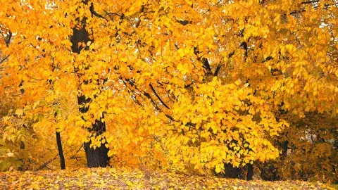 tree covered in golden leaves with a leafy foreground