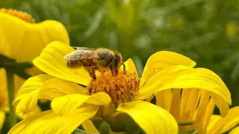Bee on yellow flower.