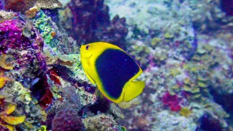 Tropical blue and yellow fish on a corral reef