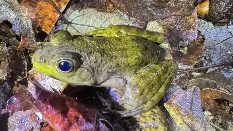  American Bullfrog