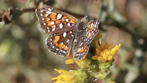 Behr's Metalmark