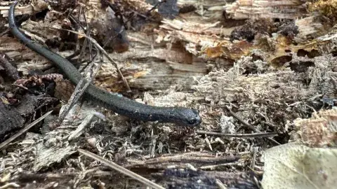 Black-bellied Slender Salamander