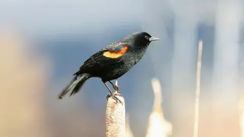 Red-winged Blackbird