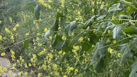 Black mustard