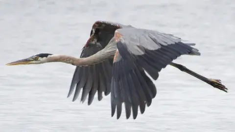 Great Blue Heron flying over water