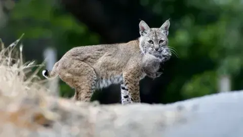 Bobcat carrying prey