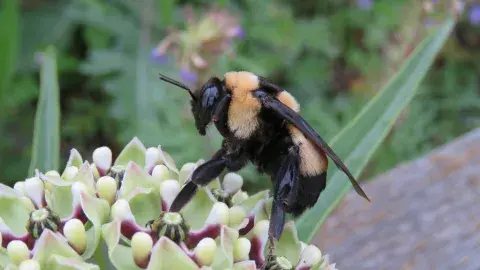 Bumblebee