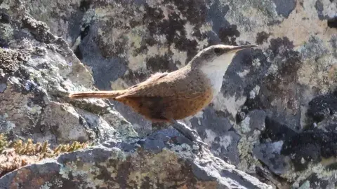 Canyon Wren