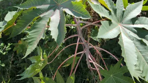Castor bean plant