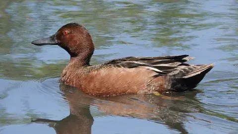 Cinnamon Teal on the water