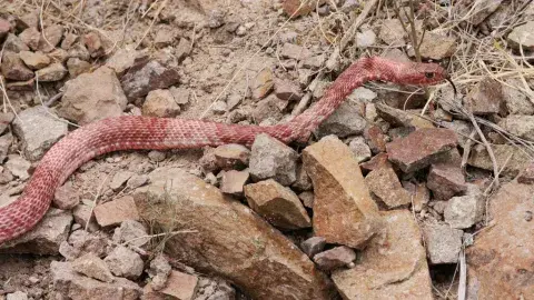 Coachwhip on rocky surface