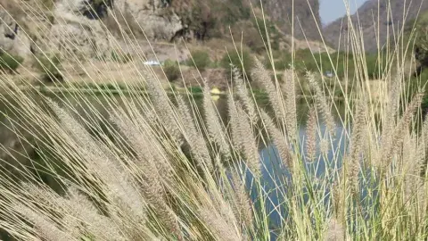 Crimson fountain grass growing near lake
