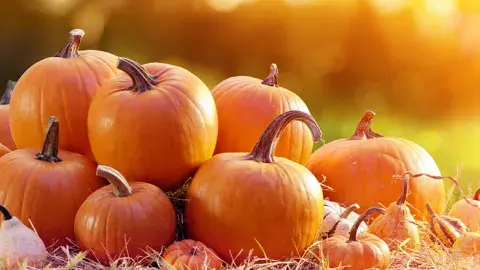 A pile of orange pumpkins sitting on the ground.