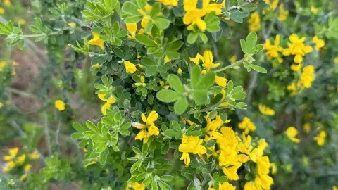 French Broom
