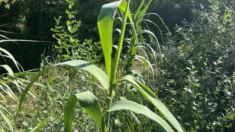 Giant reed