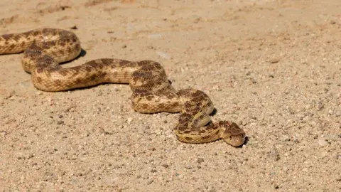 Gopher Snake