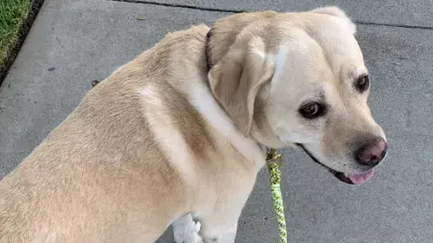 Golden retriever