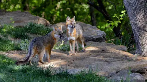 Gray foxes standing under a tree