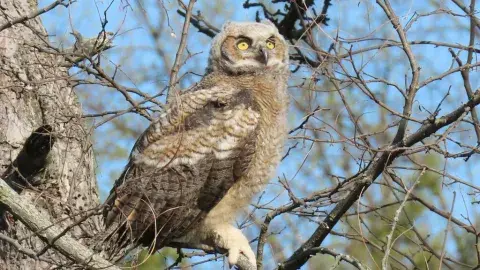 Great Horned Owl perched on tree branch