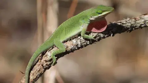Green Anole on branch